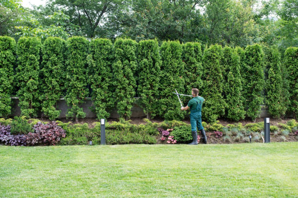 Best Tree Removal  in Paramus, NJ