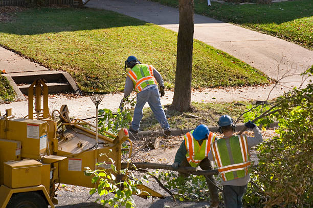 Best Arborist Consultation Services  in Paramus, NJ