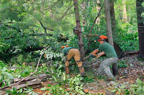 How Our Tree Care Process Works  in  Paramus, NJ