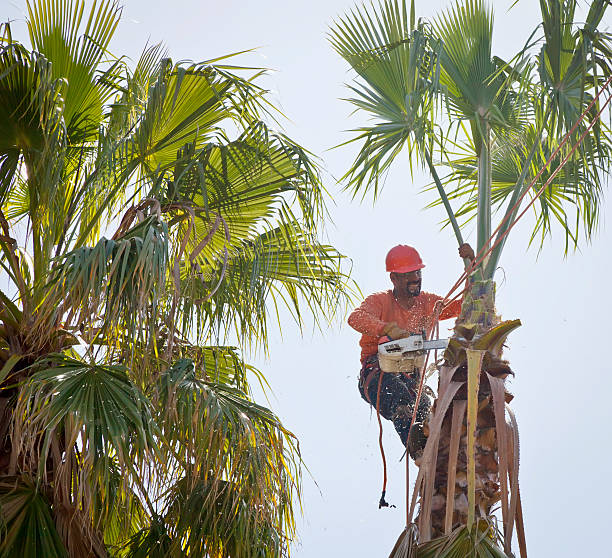  Paramus, NJ Tree Removal Pros