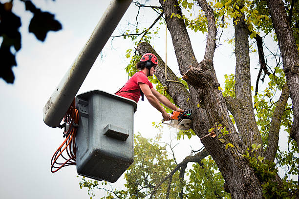 Best Tree Trimming and Pruning  in Paramus, NJ